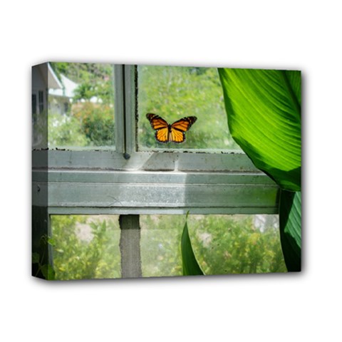 Butterfly #17 Deluxe Canvas 14  X 11  by Papillon