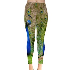 Peacock Animal Photography Beautiful Leggings 