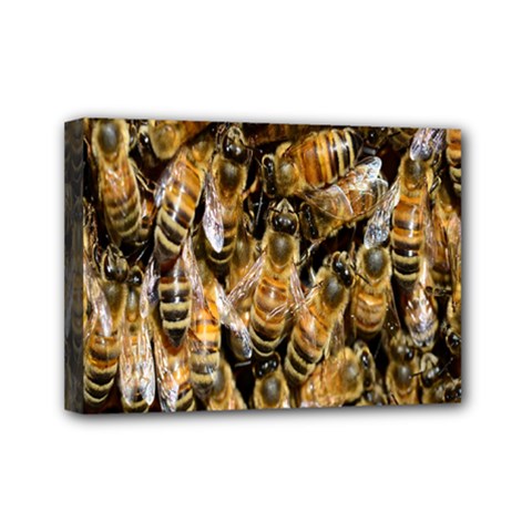 Honey Bee Water Buckfast Mini Canvas 7  X 5  by Nexatart