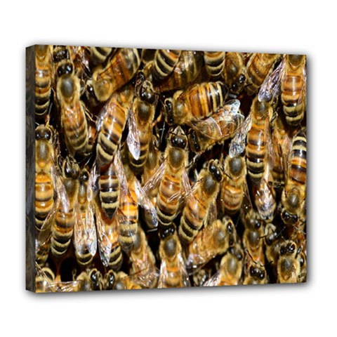 Honey Bee Water Buckfast Deluxe Canvas 24  X 20   by Nexatart