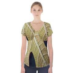 Yellow Leaf Fig Tree Texture Short Sleeve Front Detail Top by Nexatart