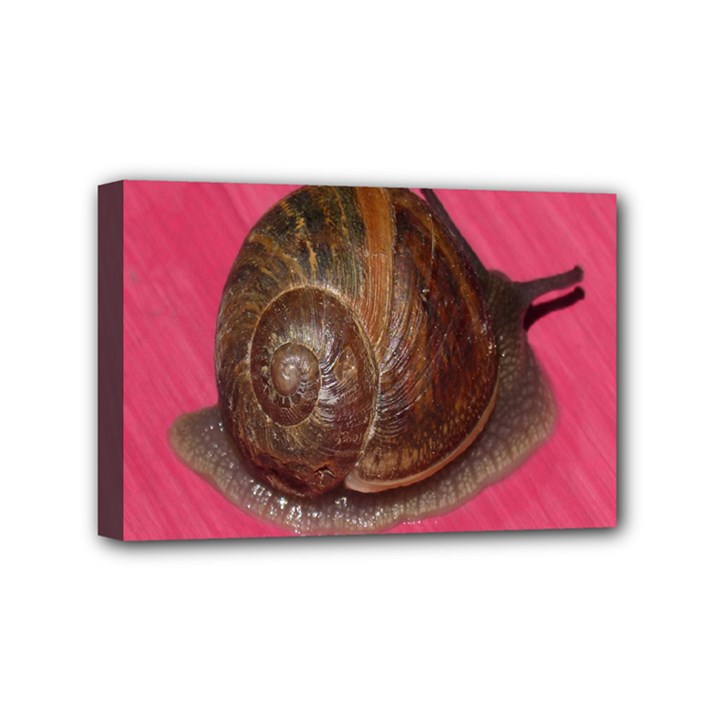 Snail Pink Background Mini Canvas 6  x 4 