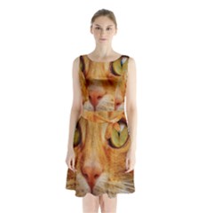 Cat Red Cute Mackerel Tiger Sweet Sleeveless Chiffon Waist Tie Dress by Nexatart