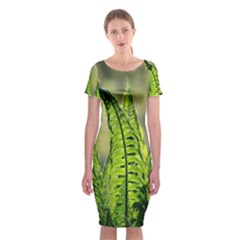 Fern Ferns Green Nature Foliage Classic Short Sleeve Midi Dress by Nexatart