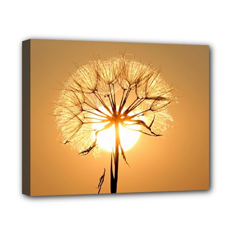 Dandelion Sun Dew Water Plants Canvas 10  X 8  by Nexatart
