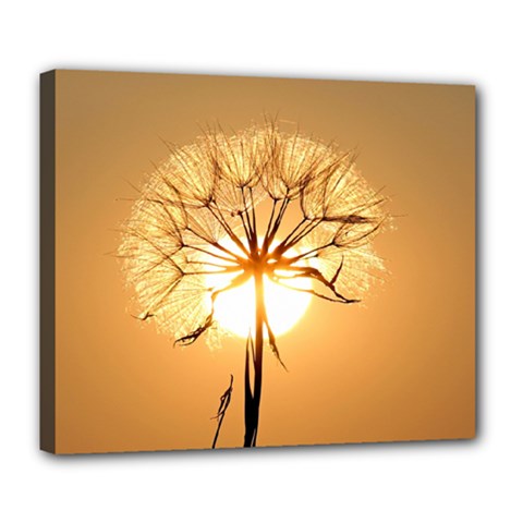 Dandelion Sun Dew Water Plants Deluxe Canvas 24  X 20   by Nexatart