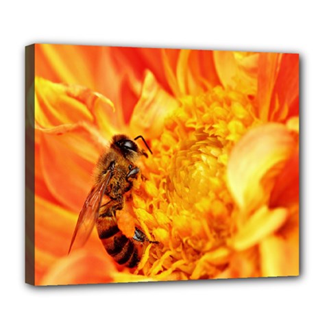 Honey Bee Takes Nectar Deluxe Canvas 24  X 20   by Nexatart