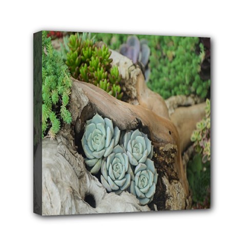 Plant Succulent Plants Flower Wood Mini Canvas 6  X 6  by Nexatart