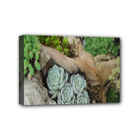 Plant Succulent Plants Flower Wood Mini Canvas 6  X 4  by Nexatart