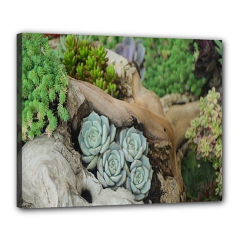 Plant Succulent Plants Flower Wood Canvas 20  X 16  by Nexatart