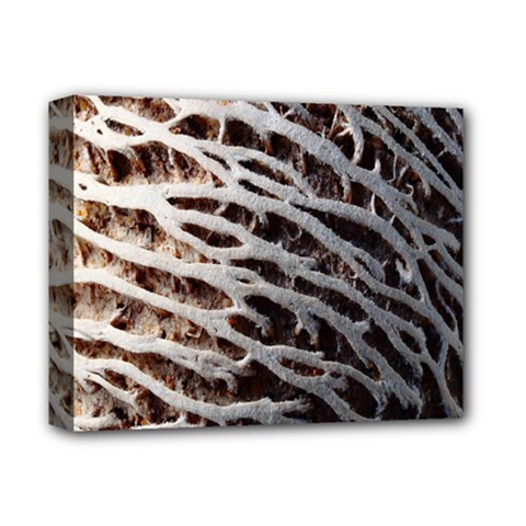 Seed Worn Lines Close Macro Deluxe Canvas 14  X 11  by Nexatart