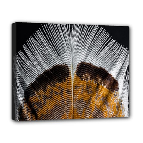 Spring Bird Feather Turkey Feather Deluxe Canvas 20  X 16   by Nexatart