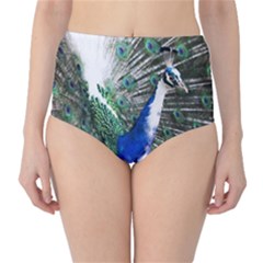 Animal Photography Peacock Bird High-waist Bikini Bottoms by Amaryn4rt