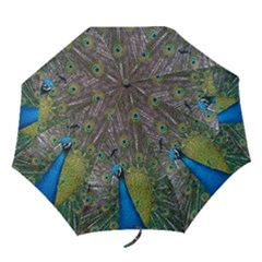 Peacock Feather Beat Rad Blue Folding Umbrellas by Amaryn4rt