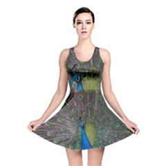 Peacock Feather Beat Rad Blue Reversible Skater Dress by Amaryn4rt