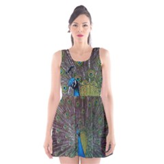 Peacock Feather Beat Rad Blue Scoop Neck Skater Dress