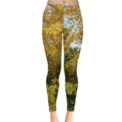 Tree With Yellow Leaves Leggings  by SusanFranzblau