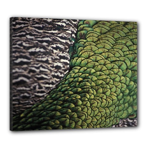 Bird Feathers Green Brown Canvas 24  X 20 
