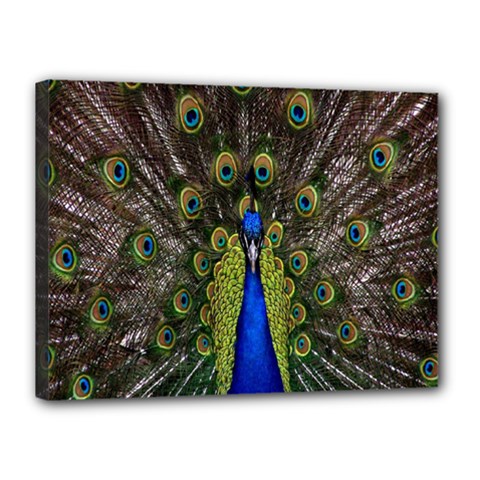 Bird Peacock Display Full Elegant Plumage Canvas 16  X 12  by Amaryn4rt