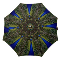 Bird Peacock Display Full Elegant Plumage Straight Umbrellas by Amaryn4rt