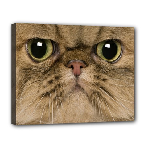 Cute Persian Cat Face In Closeup Canvas 14  X 11  by Amaryn4rt