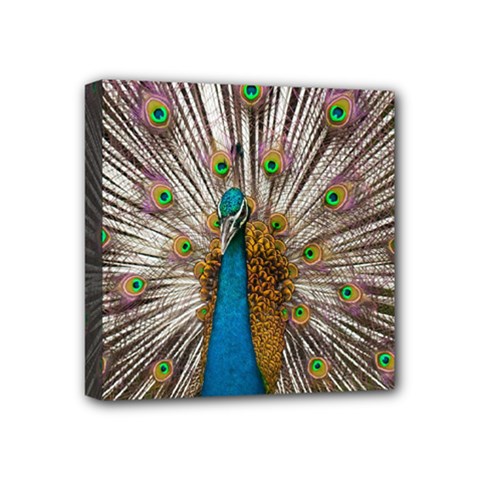 Indian Peacock Plumage Mini Canvas 4  X 4  by Simbadda