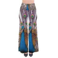 Indian Peacock Plumage Pants by Simbadda