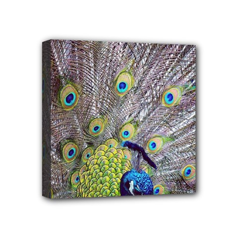 Peacock Bird Feathers Mini Canvas 4  X 4  by Simbadda