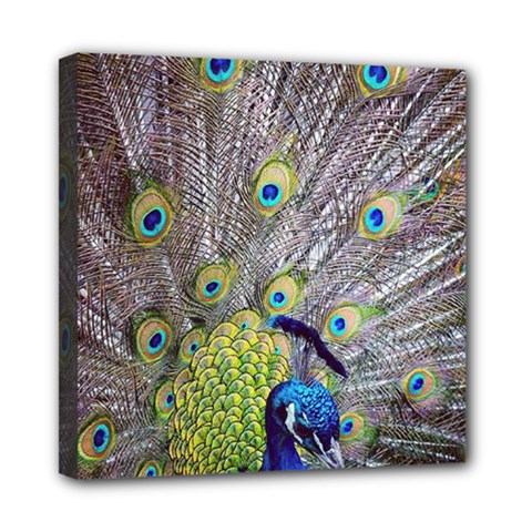 Peacock Bird Feathers Mini Canvas 8  X 8  by Simbadda