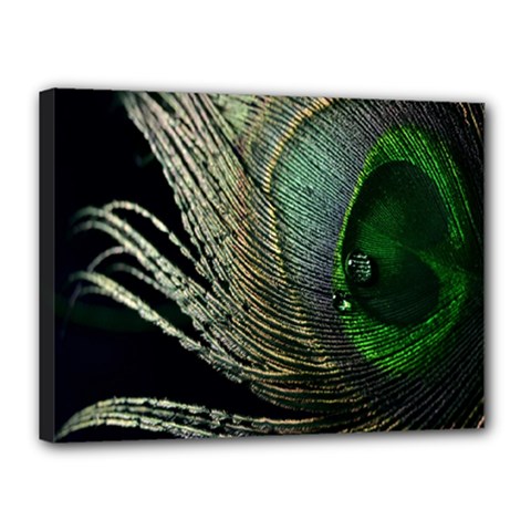 Feather Peacock Drops Green Canvas 16  X 12  by Simbadda