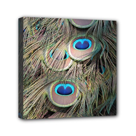 Colorful Peacock Feathers Background Mini Canvas 6  X 6  by Simbadda