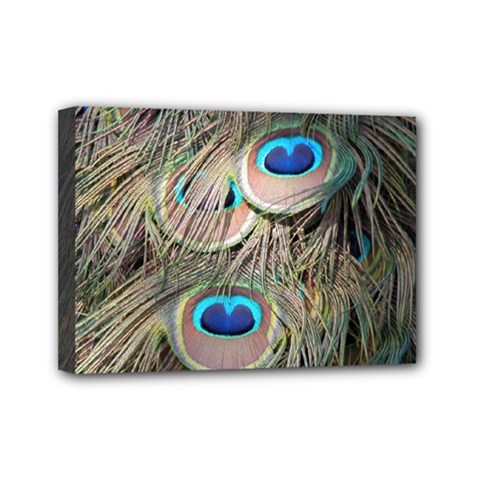 Colorful Peacock Feathers Background Mini Canvas 7  X 5  by Simbadda