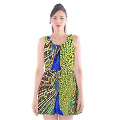 Graphic Painting Of A Peacock Scoop Neck Skater Dress by Simbadda