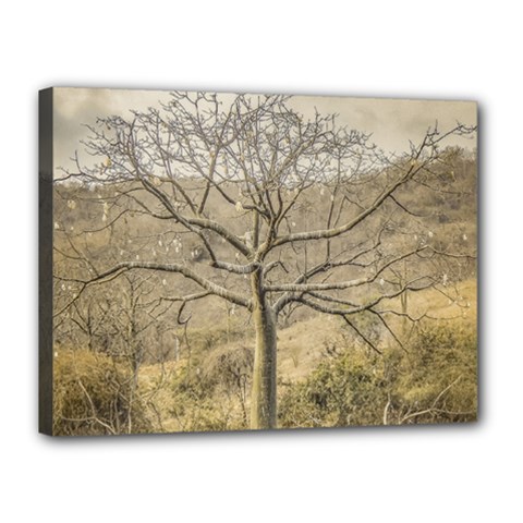 Ceiba Tree At Dry Forest Guayas District   Ecuador Canvas 16  X 12 