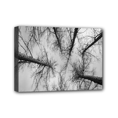 Trees Without Leaves Mini Canvas 7  X 5 