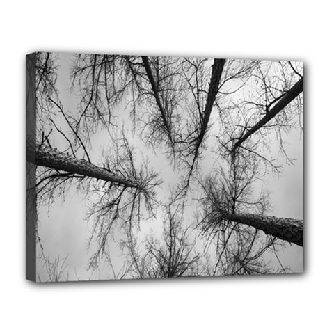 Trees Without Leaves Canvas 14  X 11  by Nexatart