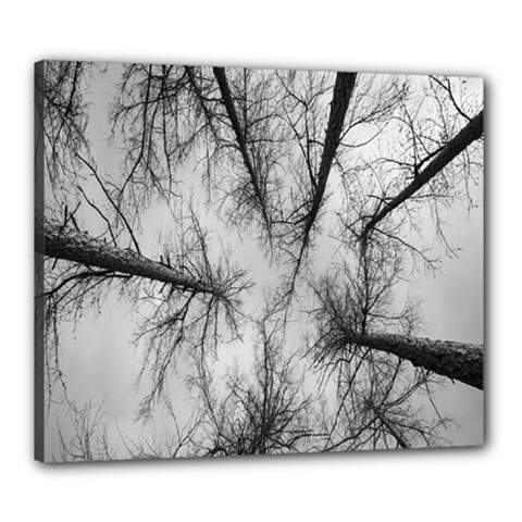 Trees Without Leaves Canvas 24  x 20 