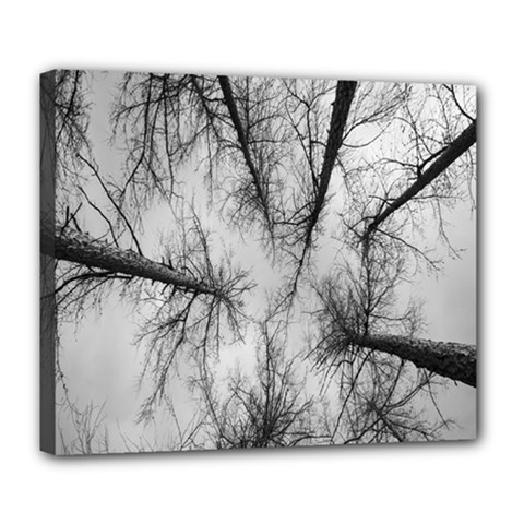 Trees Without Leaves Deluxe Canvas 24  x 20  