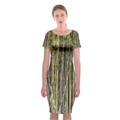 Bamboo Trees Background Classic Short Sleeve Midi Dress by Nexatart