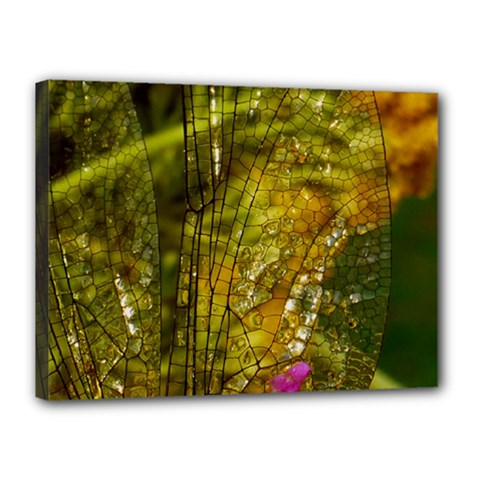 Dragonfly Dragonfly Wing Insect Canvas 16  X 12  by Nexatart