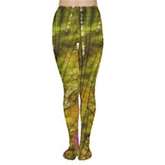 Dragonfly Dragonfly Wing Insect Women s Tights by Nexatart