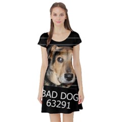 Bed Dog Short Sleeve Skater Dress by Valentinaart