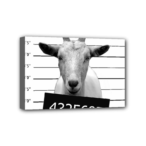 Criminal Goat  Mini Canvas 6  X 4 