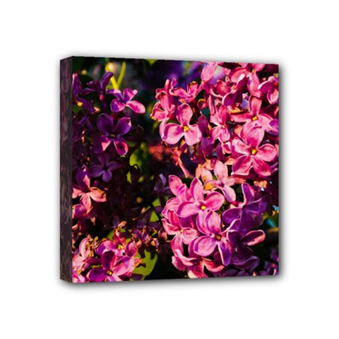 Lilacs Mini Canvas 4  X 4  by dawnsiegler