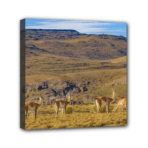 Group Of Vicunas At Patagonian Landscape, Argentina Mini Canvas 6  x 6 
