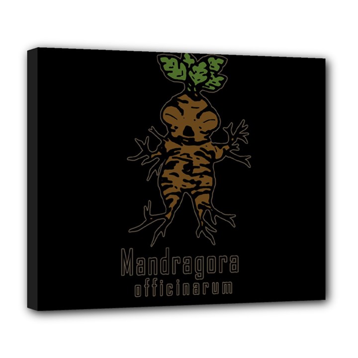 Mandrake plant Deluxe Canvas 24  x 20  