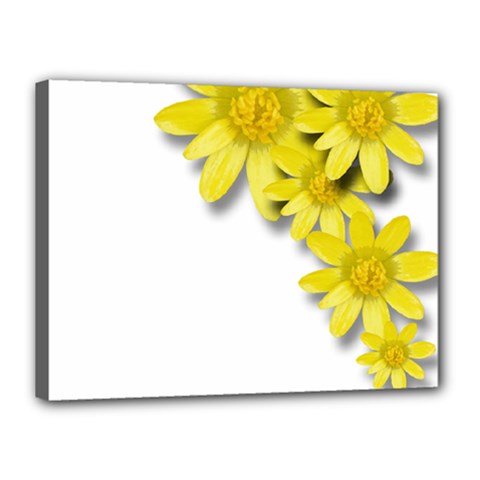 Flowers Spring Yellow Spring Onion Canvas 16  X 12  by Nexatart