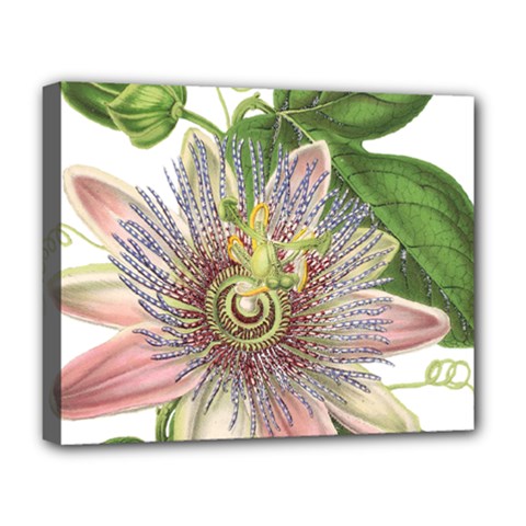 Passion Flower Flower Plant Blossom Deluxe Canvas 20  X 16   by Nexatart