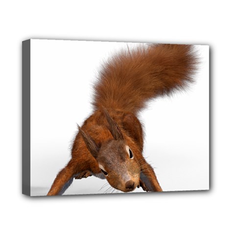 Squirrel Wild Animal Animal World Canvas 10  X 8 