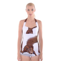 Squirrel Wild Animal Animal World Boyleg Halter Swimsuit  by Nexatart